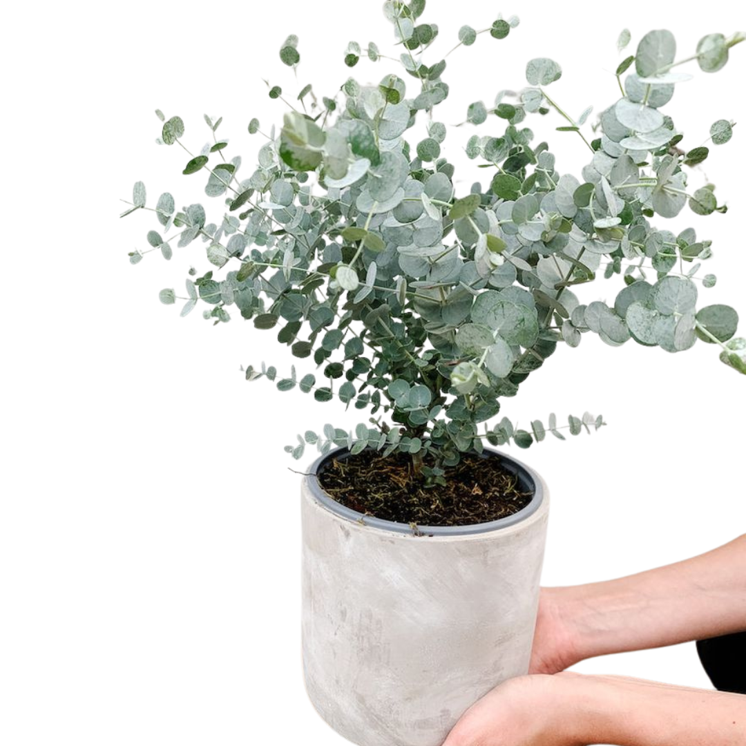 ROSTLINY > OBCHŮDEK > ESHOP